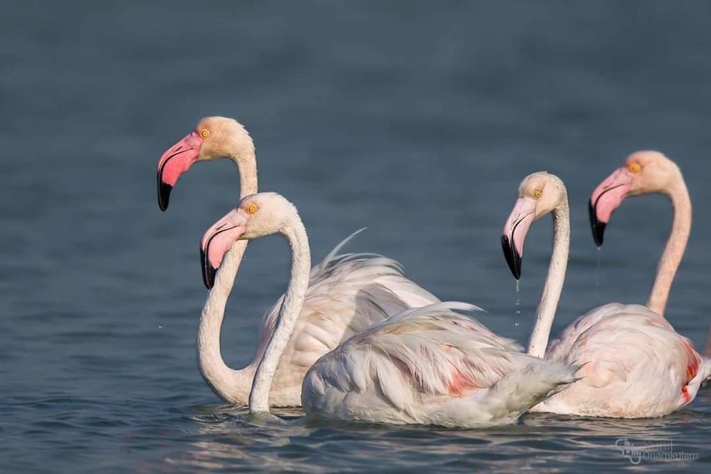 Flamant rose