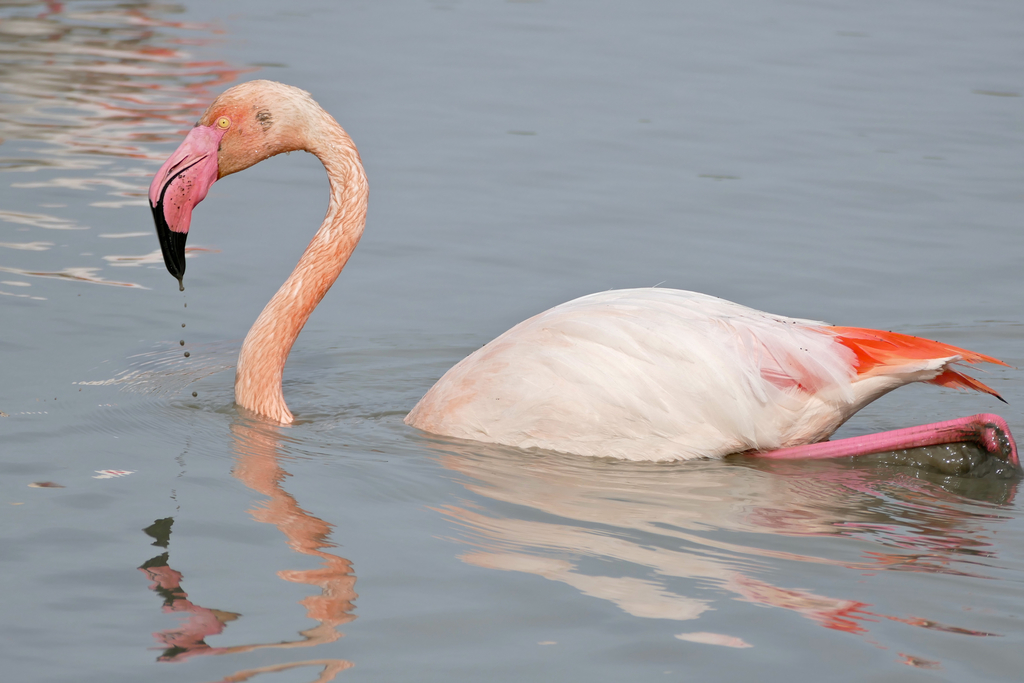 Flamant rose