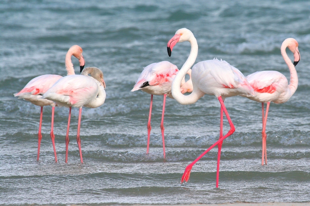 Flamant rose