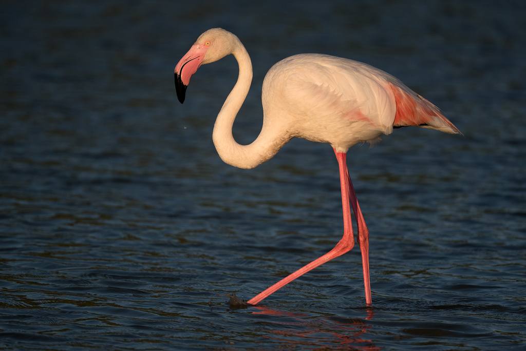 Flamant rose