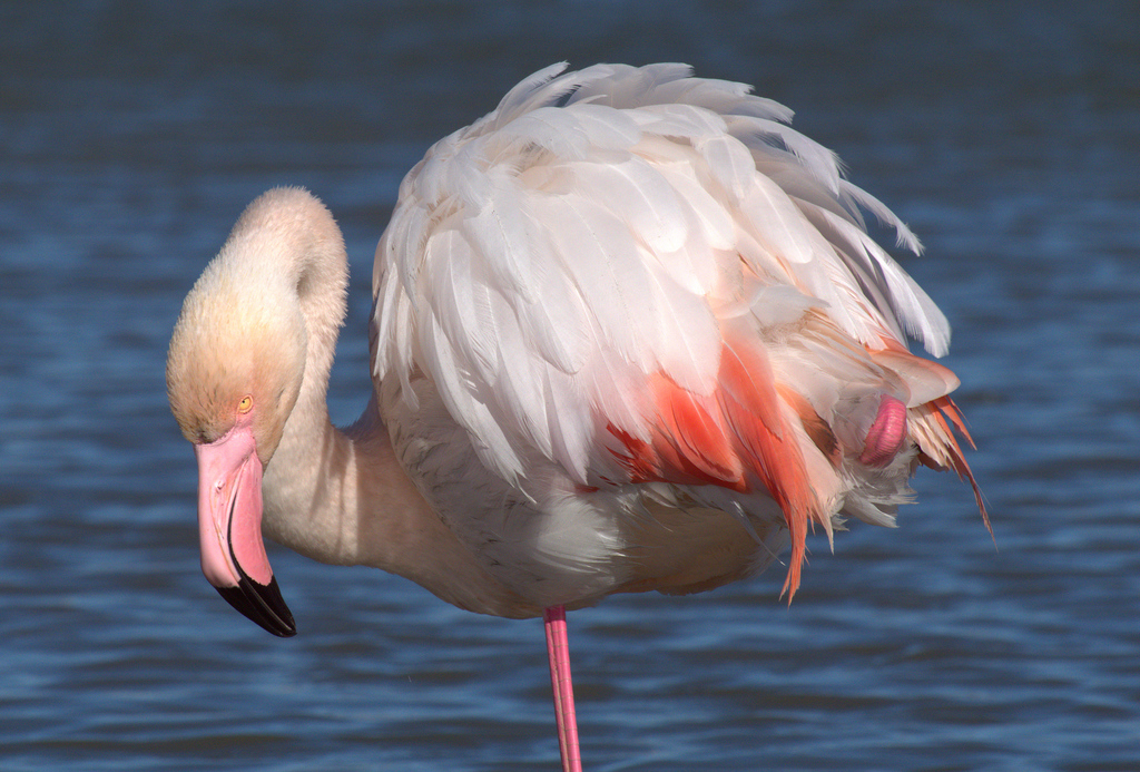Flamant rose