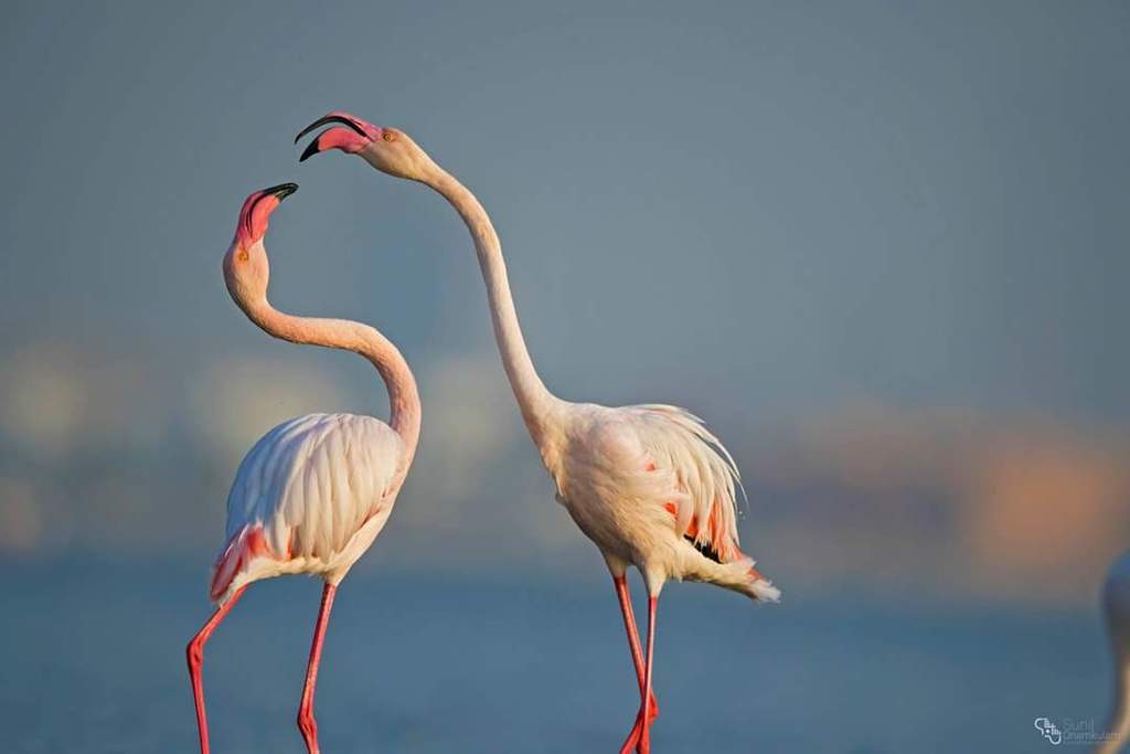 Flamant rose