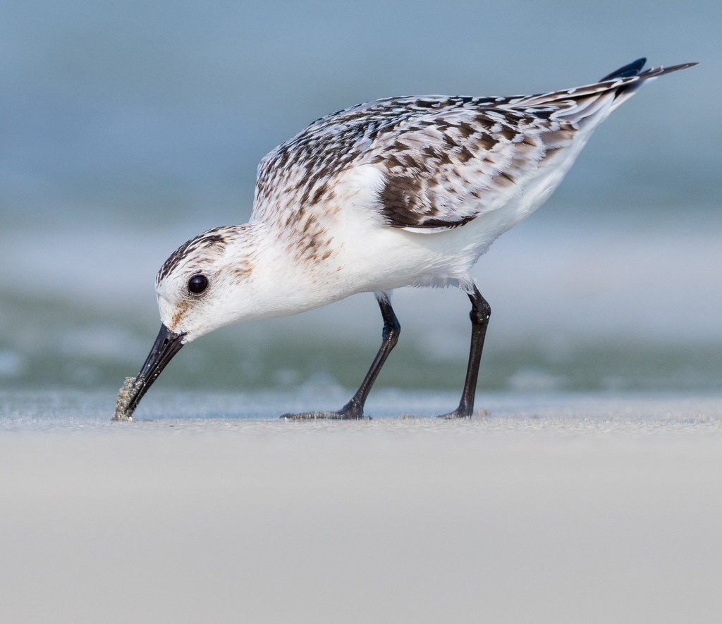 Bécasseau sanderling