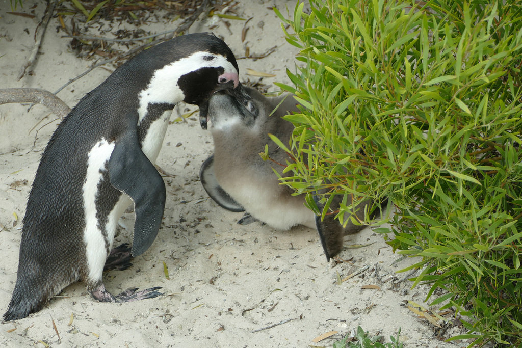 Manchot du Cap