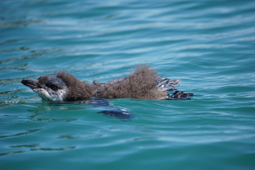 Little Penguin