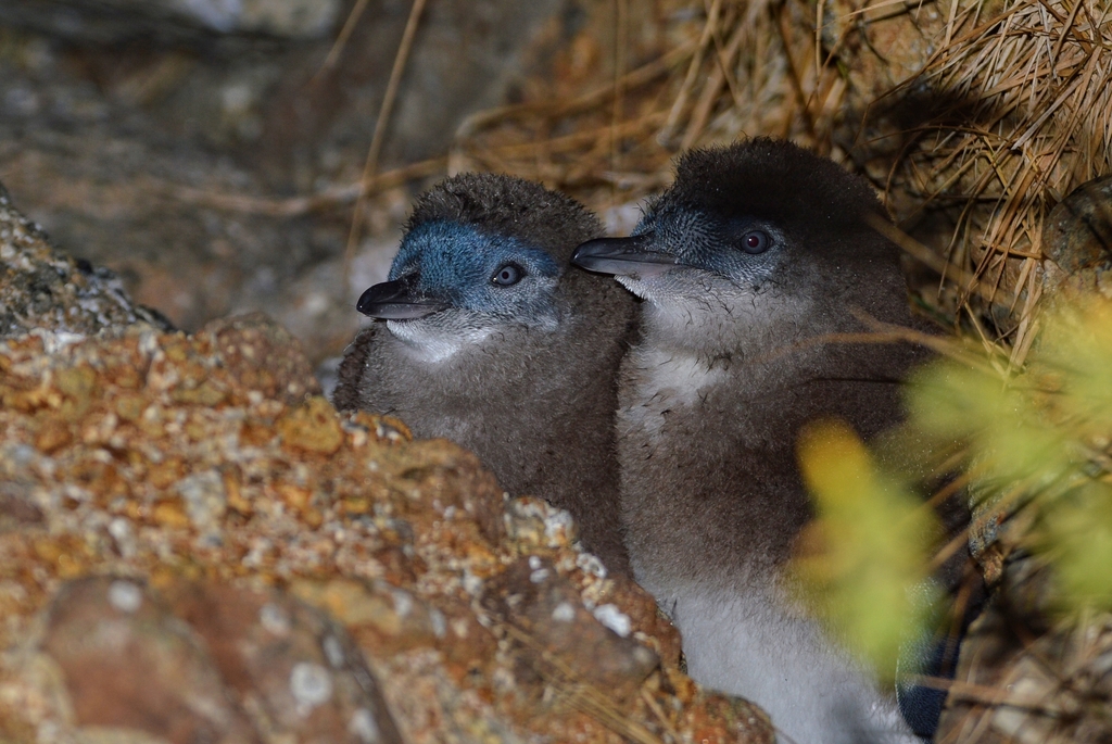 Little Penguin