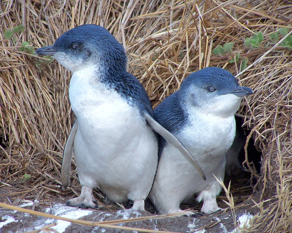 Little Penguin