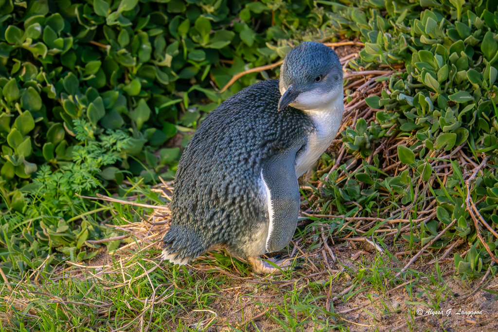 Little Penguin