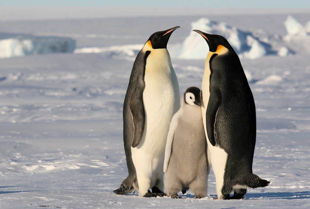 Emperor Penguin