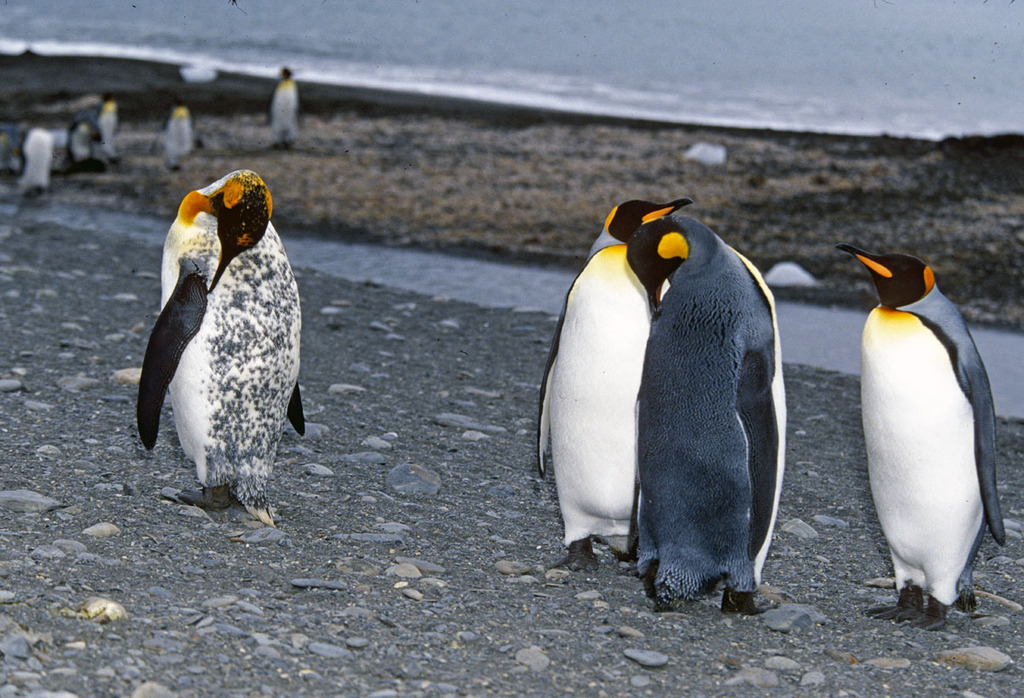King Penguin