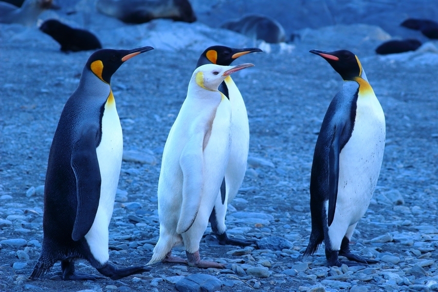 King Penguin
