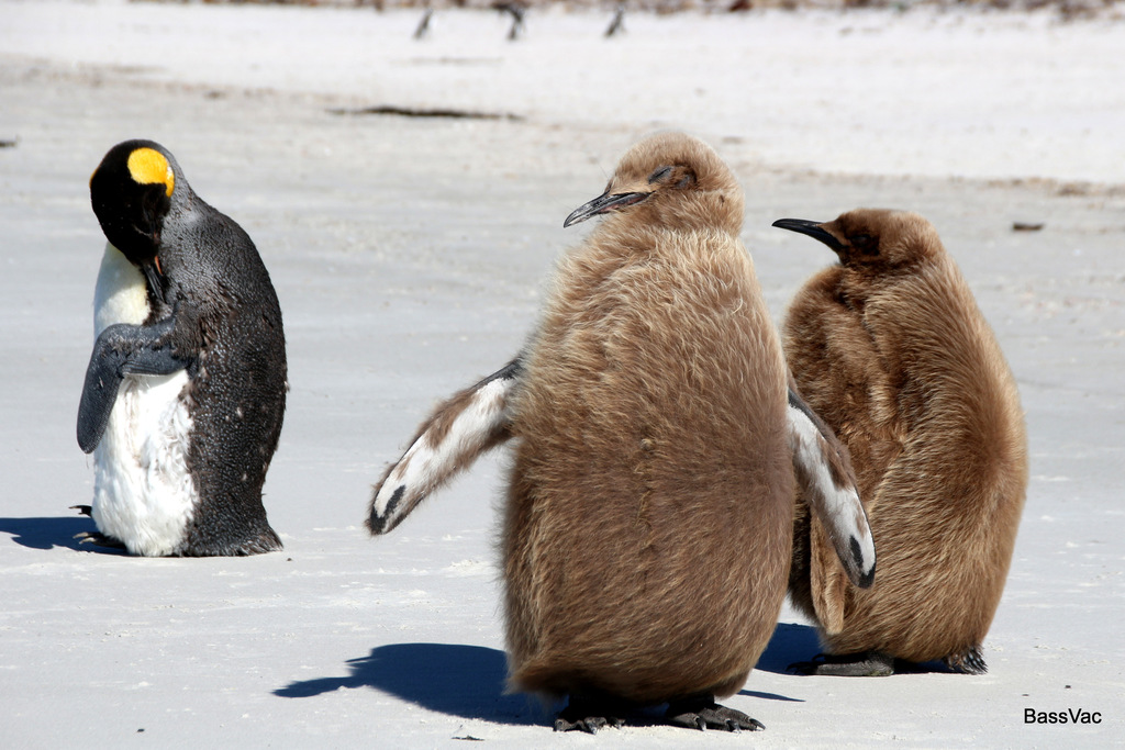 King Penguin