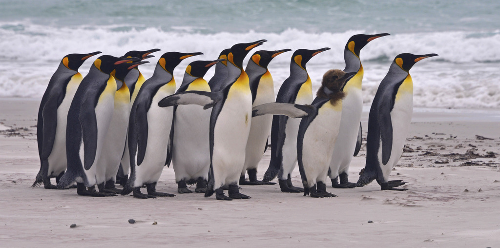 King Penguin