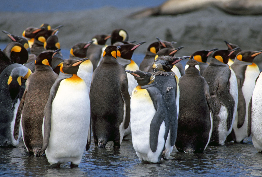 King Penguin