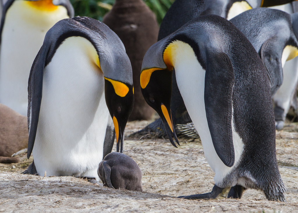 King Penguin