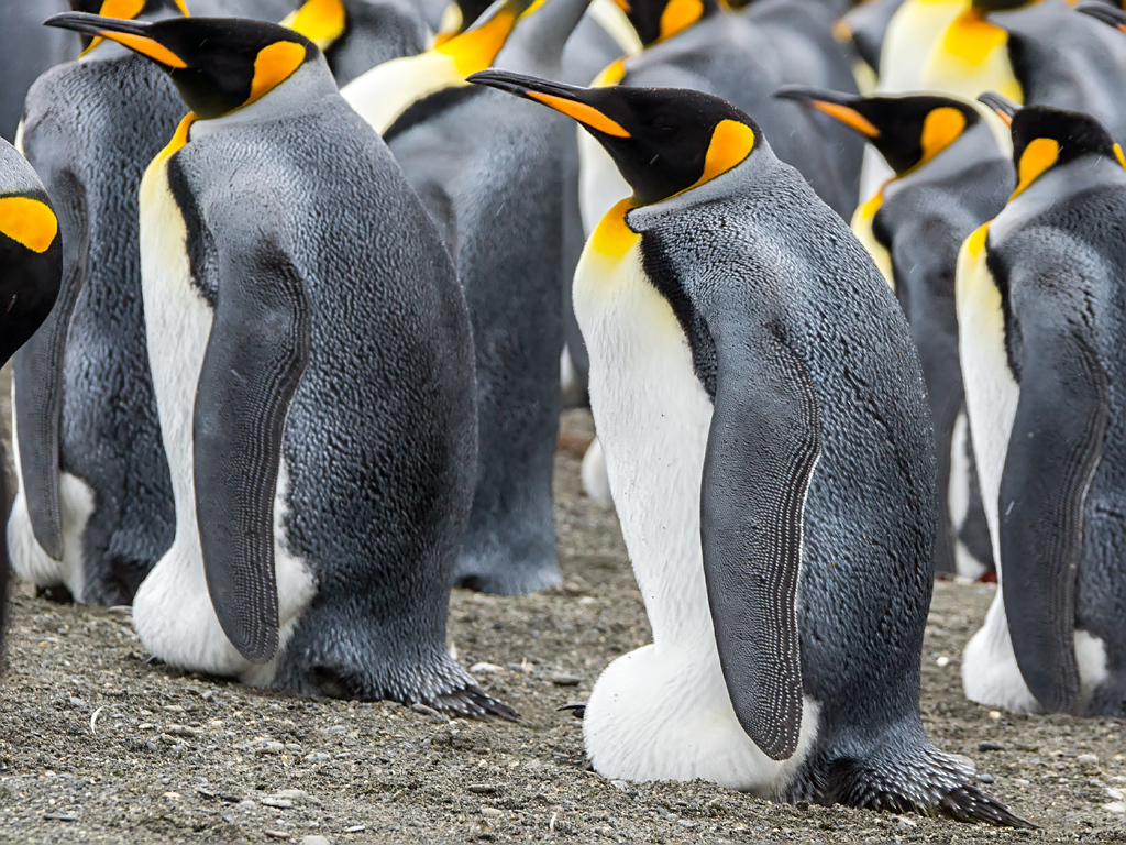 King Penguin