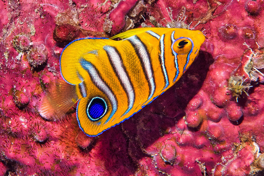 Poisson-ange duc