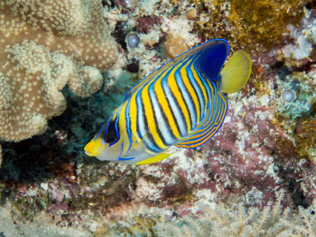 Poisson-ange duc