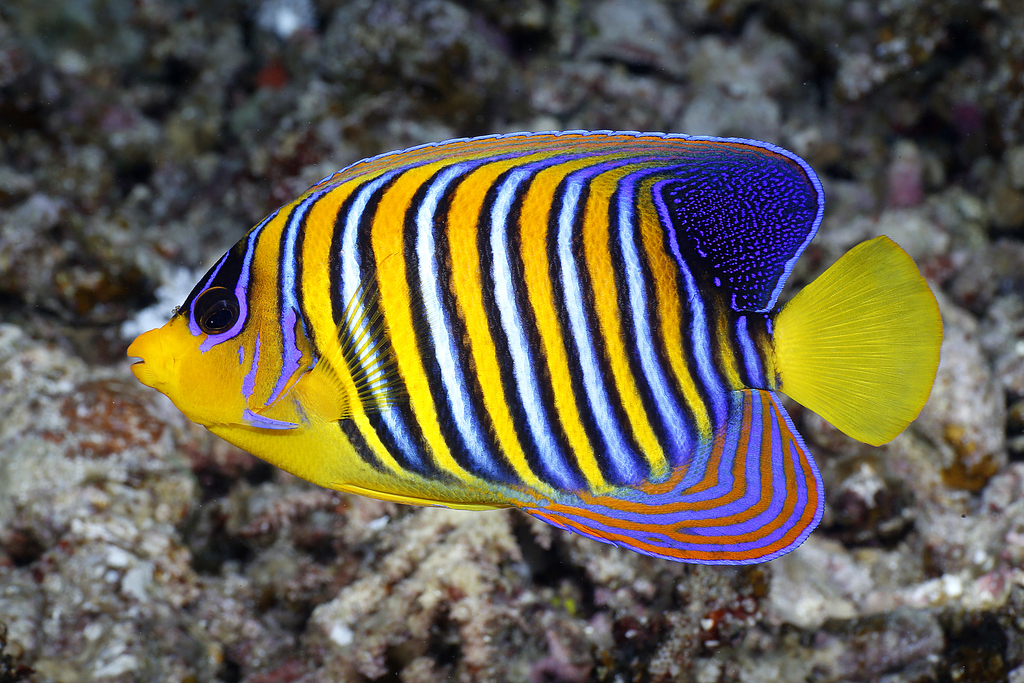 Regal Angelfish