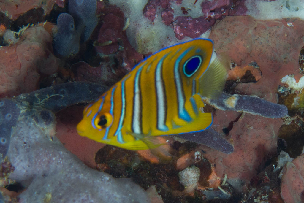 Poisson-ange duc