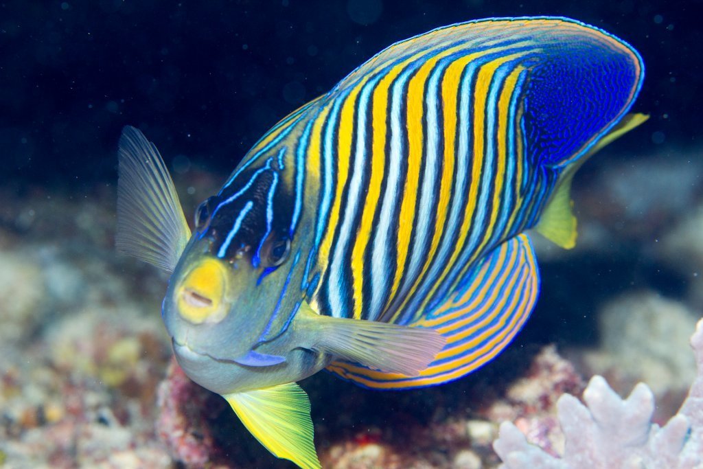 Poisson-ange duc