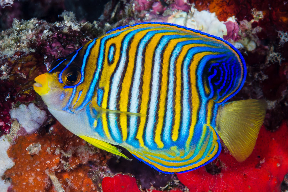 Poisson-ange duc