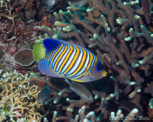 Poisson-ange duc