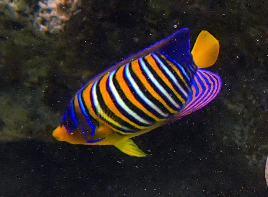 Poisson-ange duc
