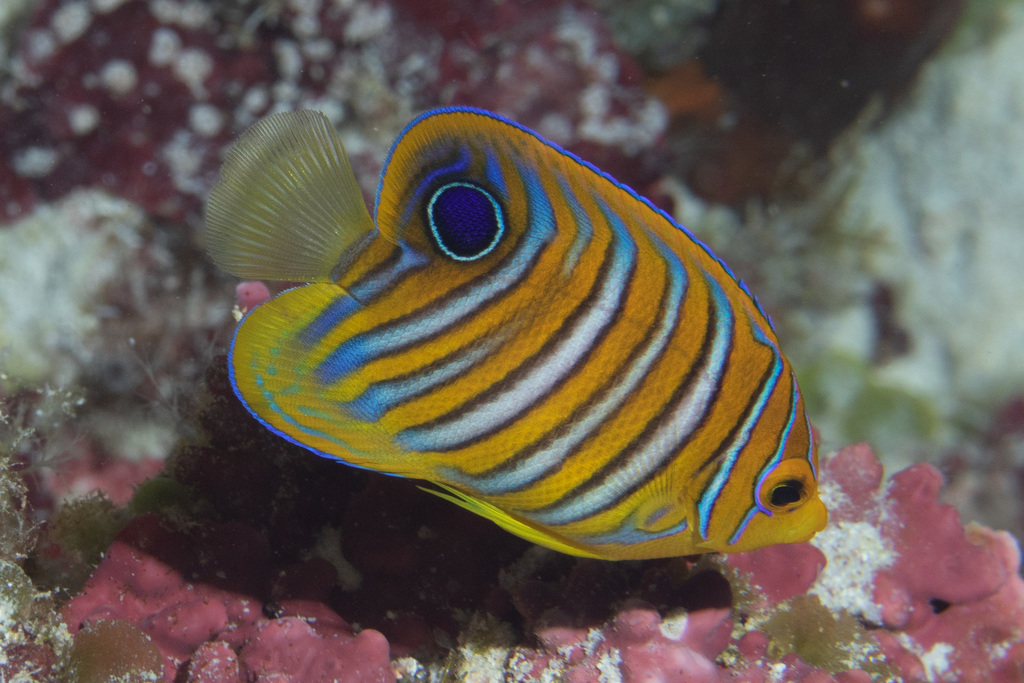 Poisson-ange duc