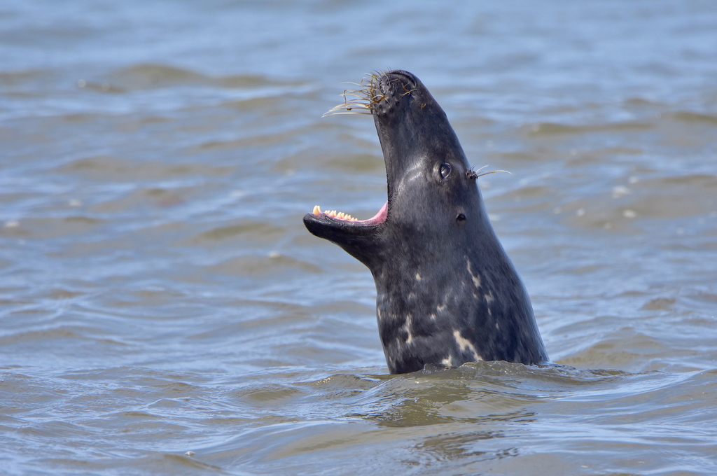 Grey Seal