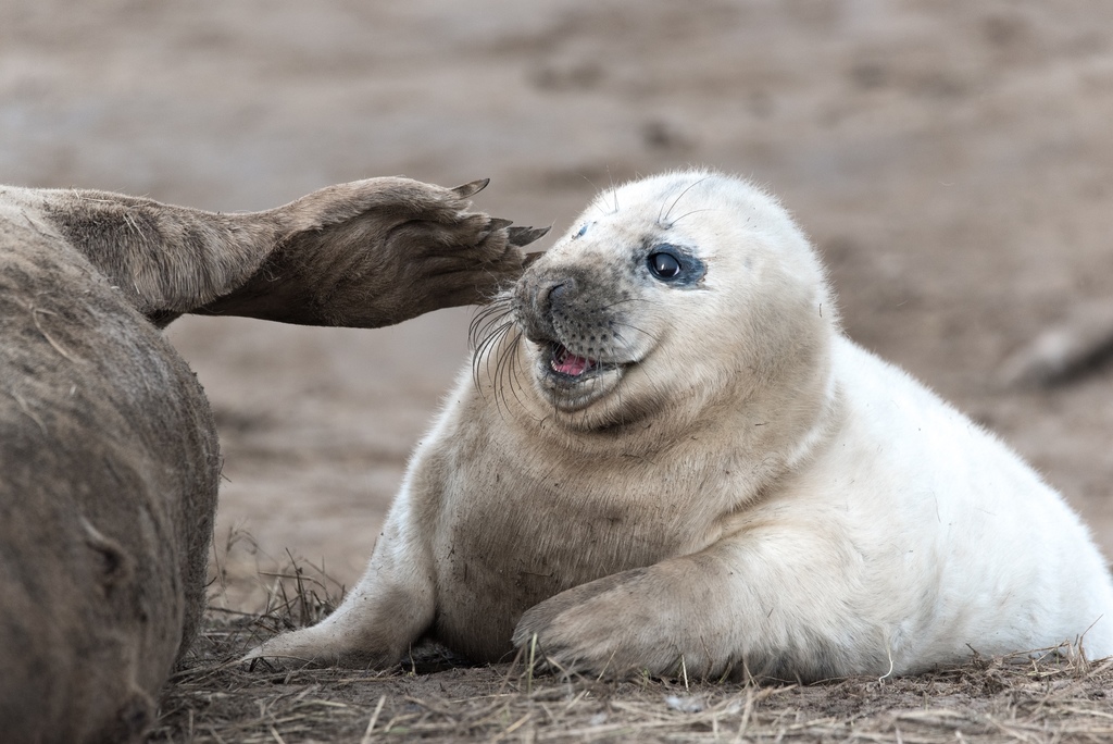 Grey Seal