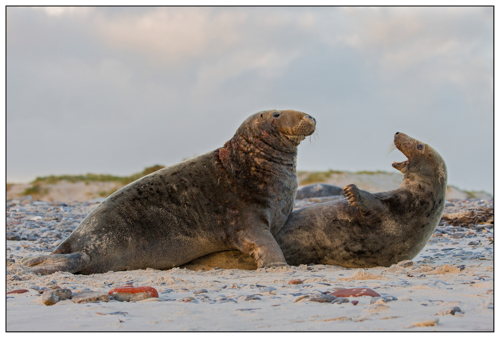 Grey Seal