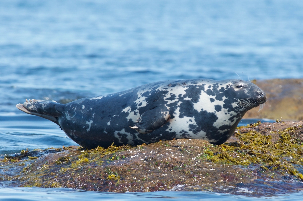 Grey Seal