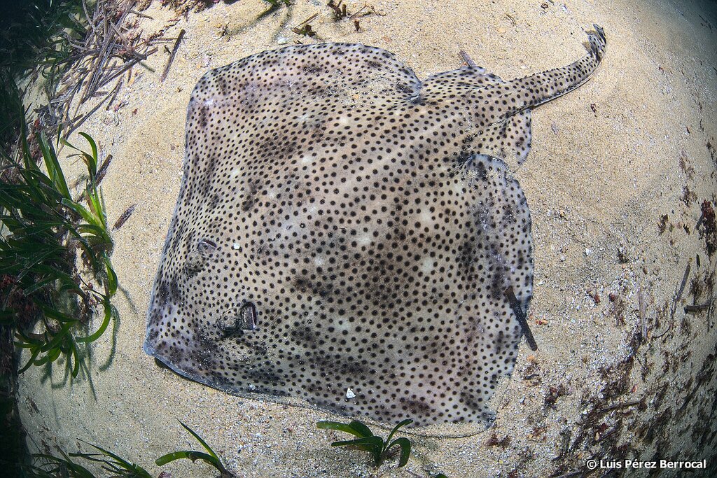 Blonde Skate