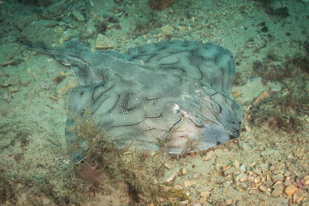 Undulate Skate