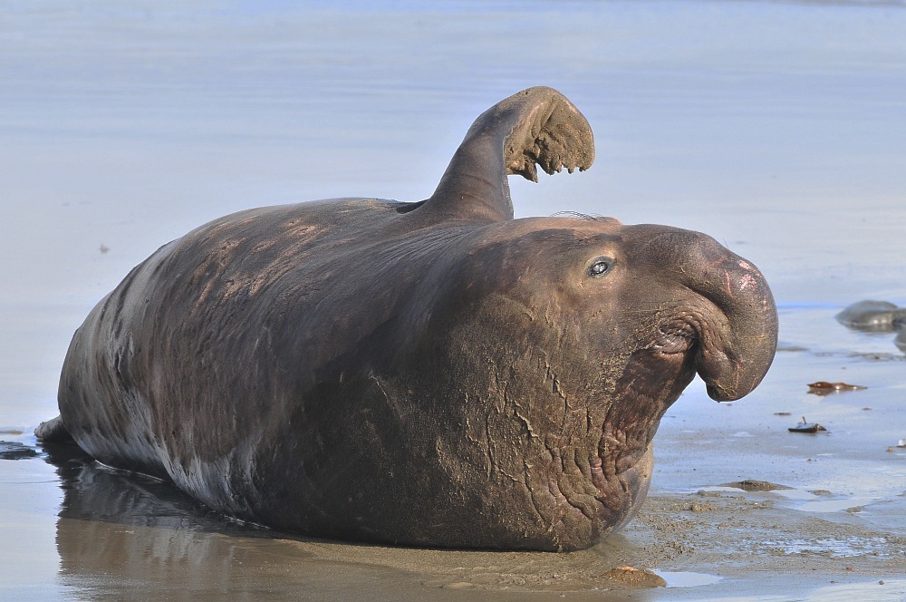 Northern Elephant Seal