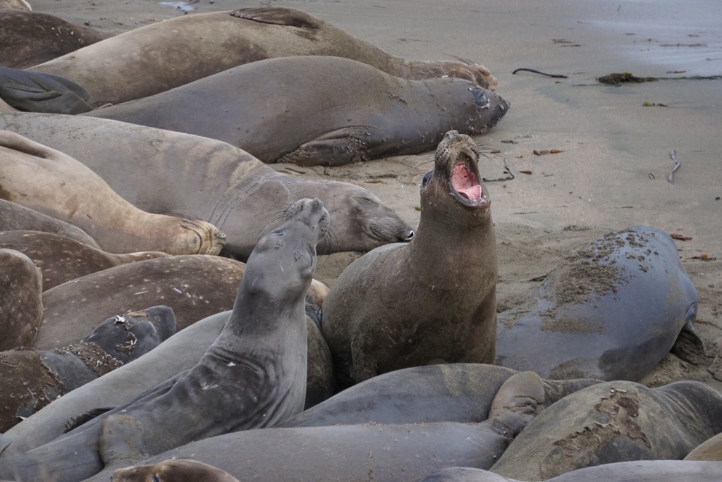 Northern Elephant Seal
