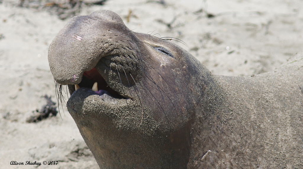 Northern Elephant Seal