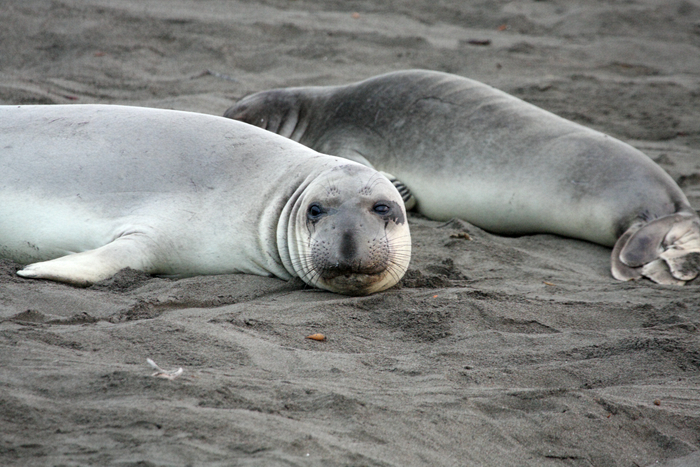 Northern Elephant Seal