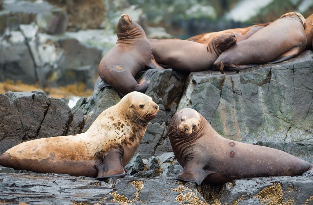 Steller Sea Lion
