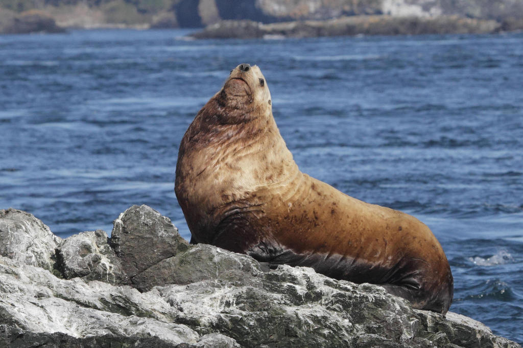 Otarie de Steller