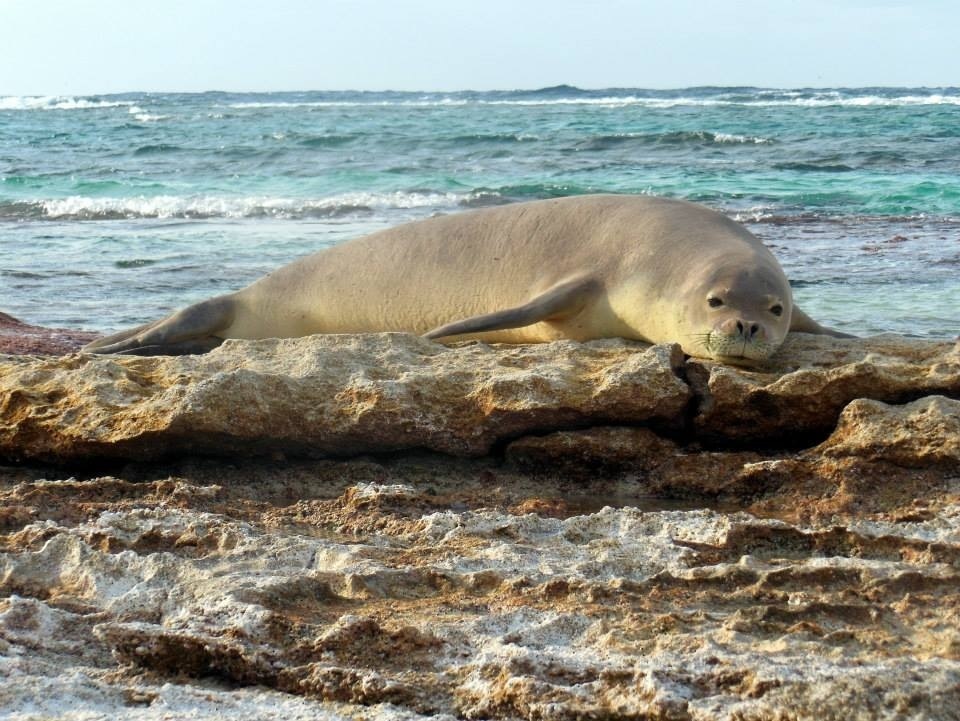 Phoque moine d'Hawaï