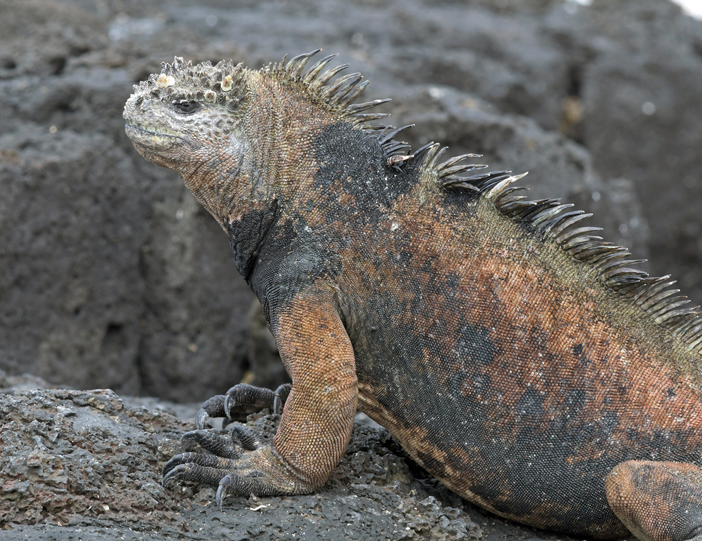 Marine Iguana