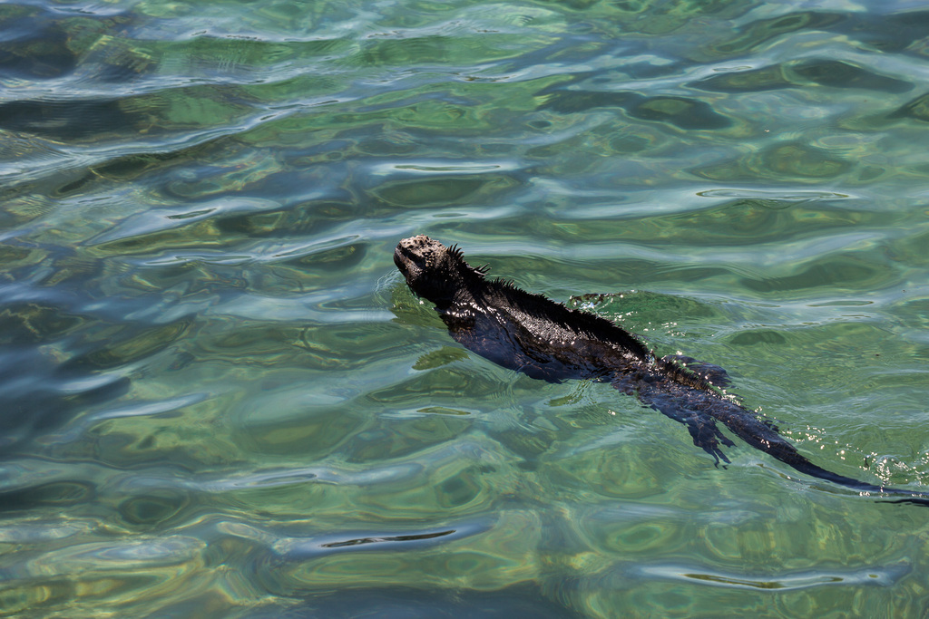 Marine Iguana