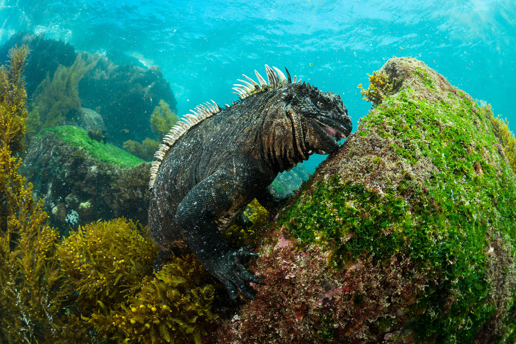 Marine Iguana