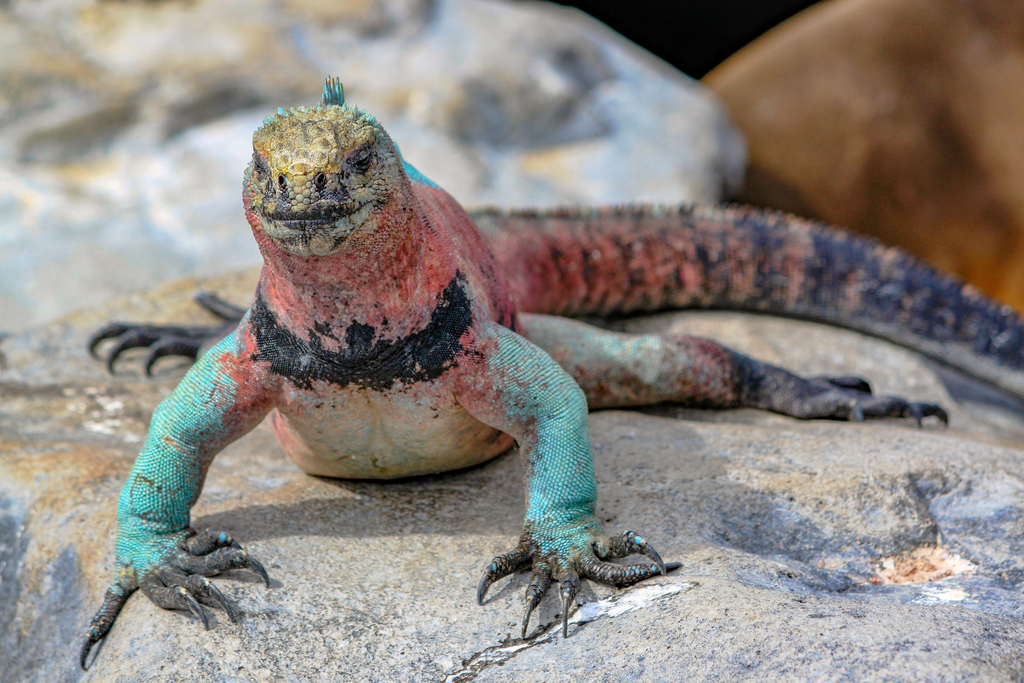 Marine Iguana