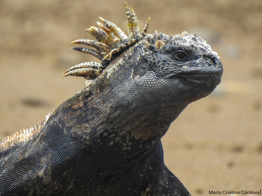 Marine Iguana