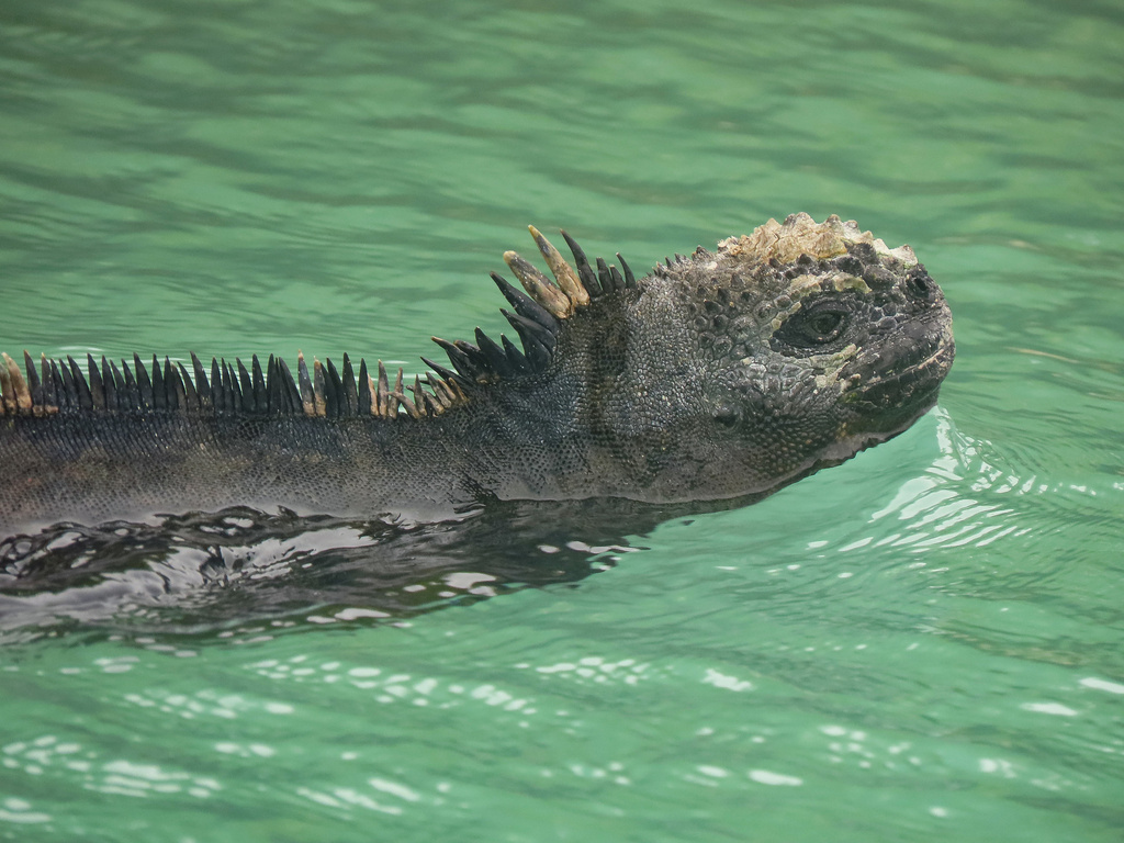 Marine Iguana