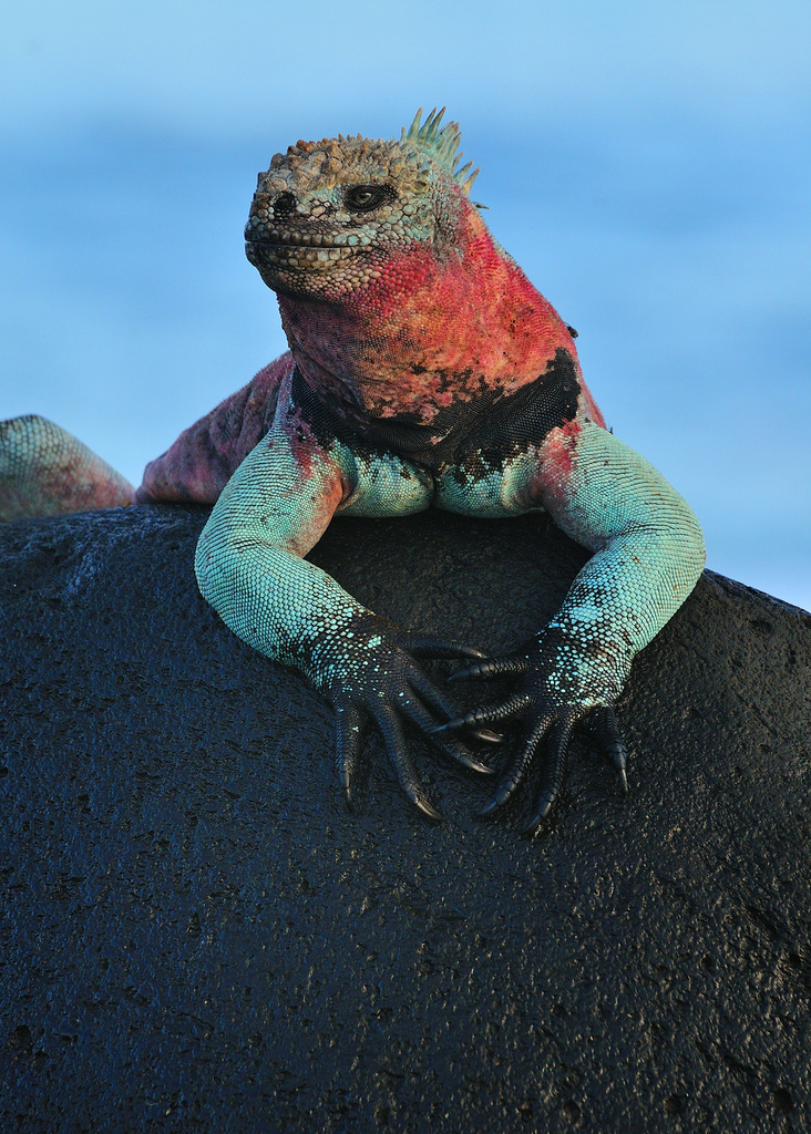 Marine Iguana