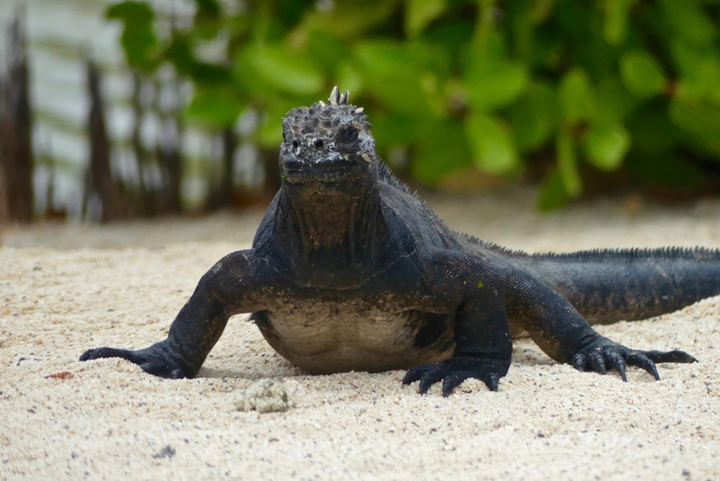 Marine Iguana